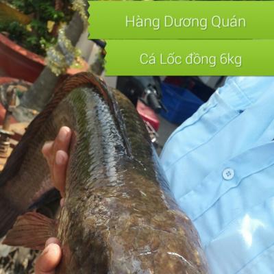 Cá Lóc đồng khủng 6kg về Hàng Dương Quán.