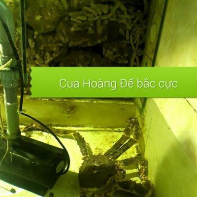 cua hoàng đế King crab