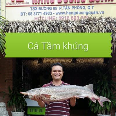 cá tầm khủng