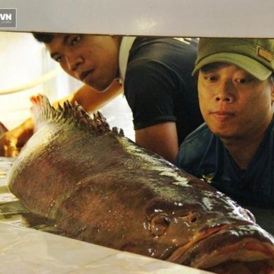 Cá biển dài gần 1,6m, nặng 130kg tung tăng trong bể kính ở Hàng Dương Quán